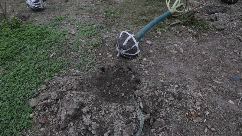 2025年03月12日街道公益植樹(shù)活動(dòng)